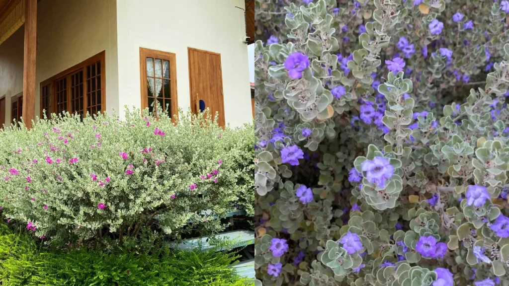 gypsophila paniculata branca