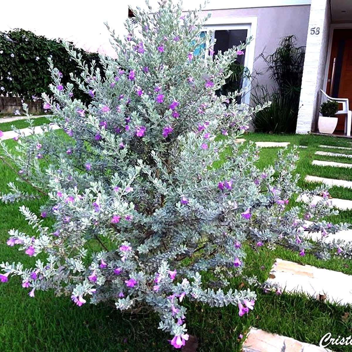 arbusto chuva de prata