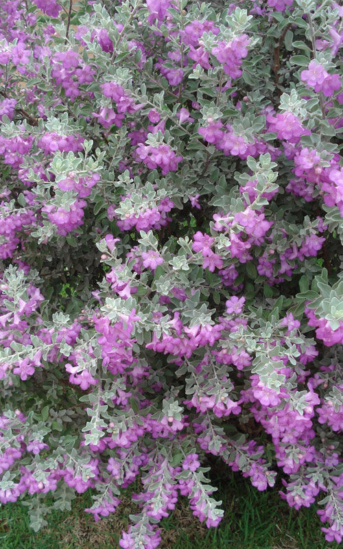 onde comprar muda chuva de prata