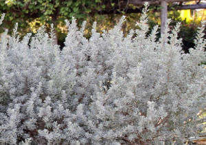 chuva de prata tóxica para pets