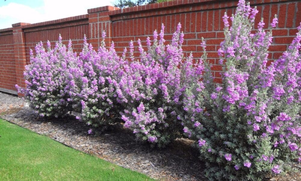 chuva de prata jardim externo