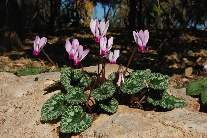ciclame adubação