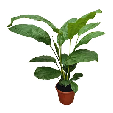 Ciclanto planta
