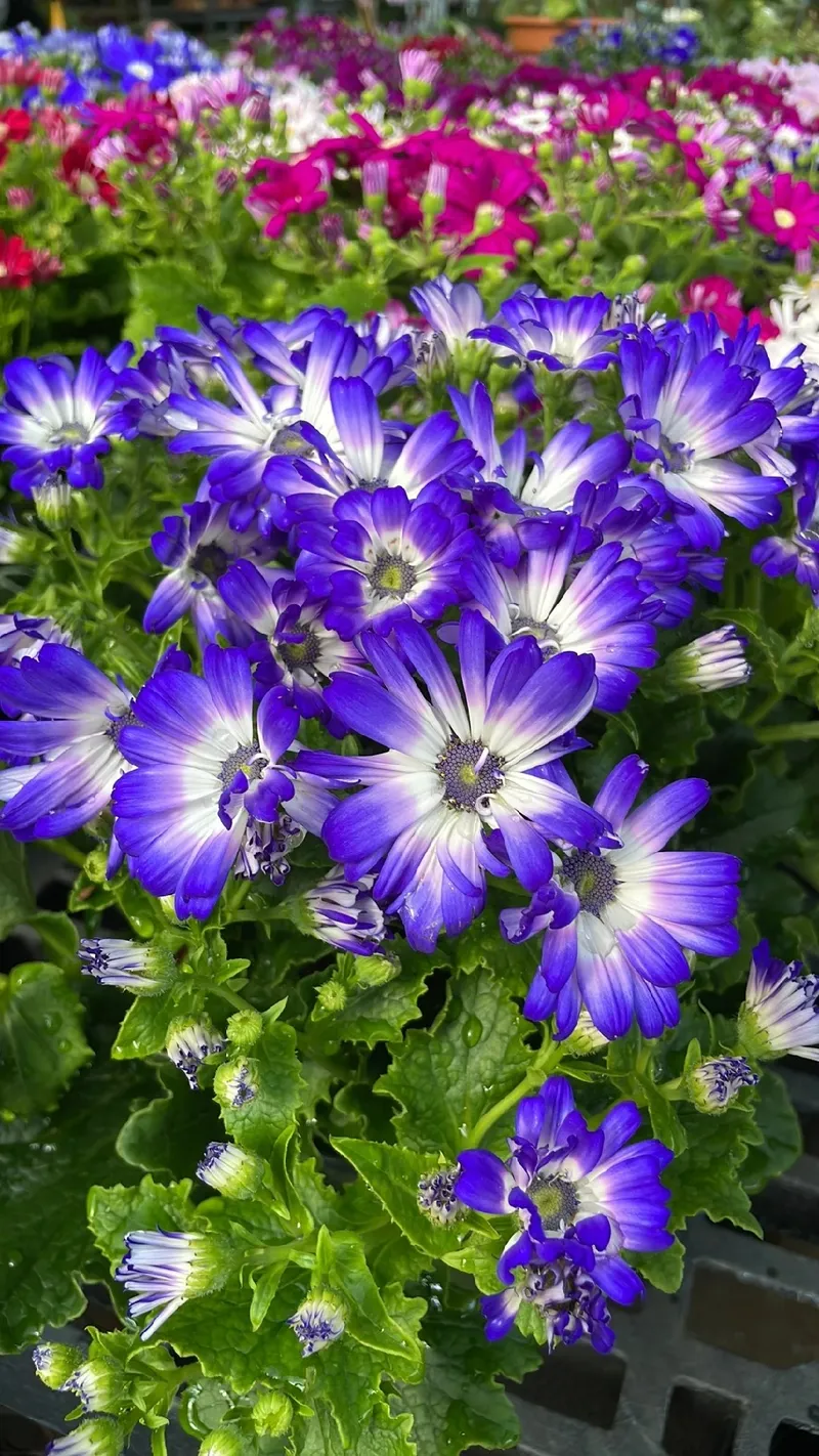 Cinerária significado