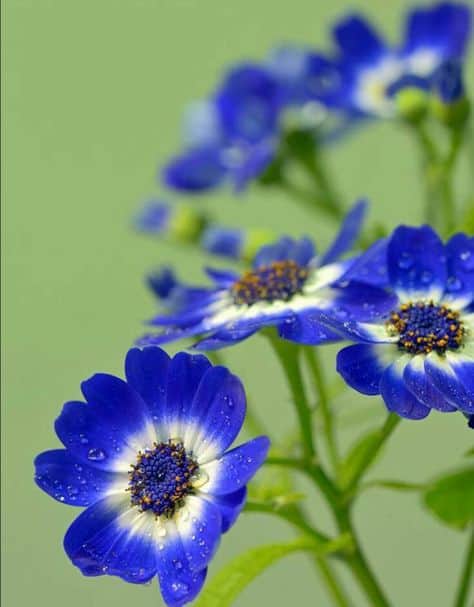 Cinerária marítima