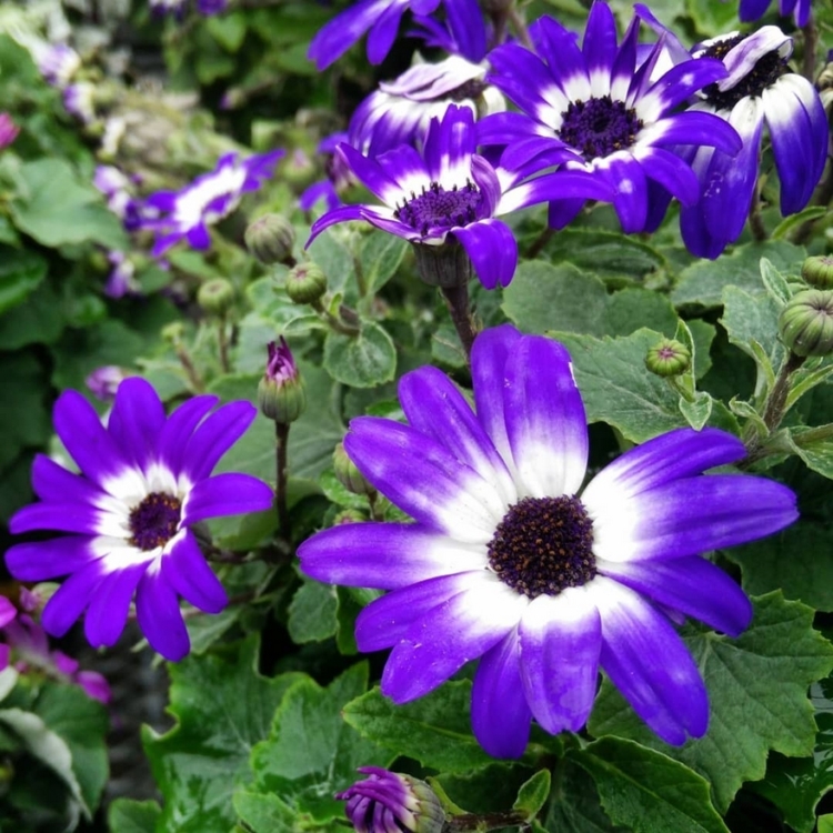 Cinerária dos floristas