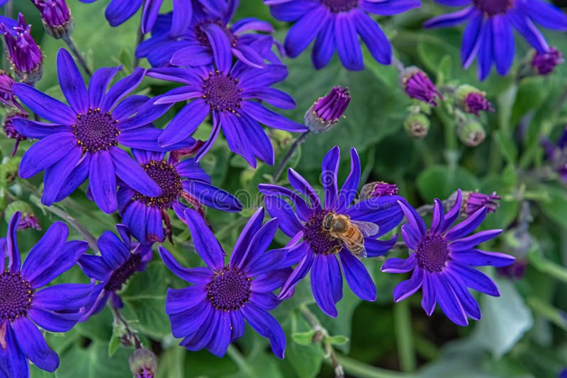 Cinerária para jardim