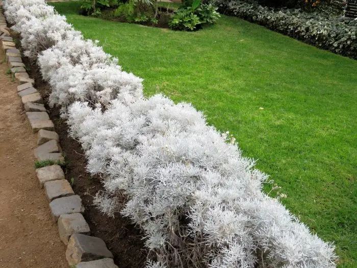 Cinerária marítima