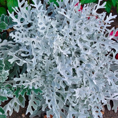 Cineraria maritima cuidados