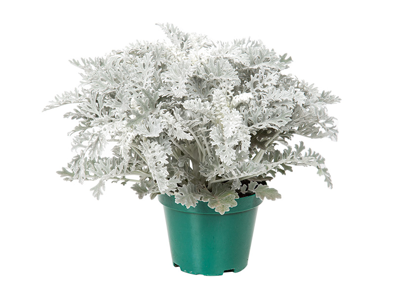 Cineraria maritima sol pleno