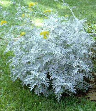 Planta aveludada branca