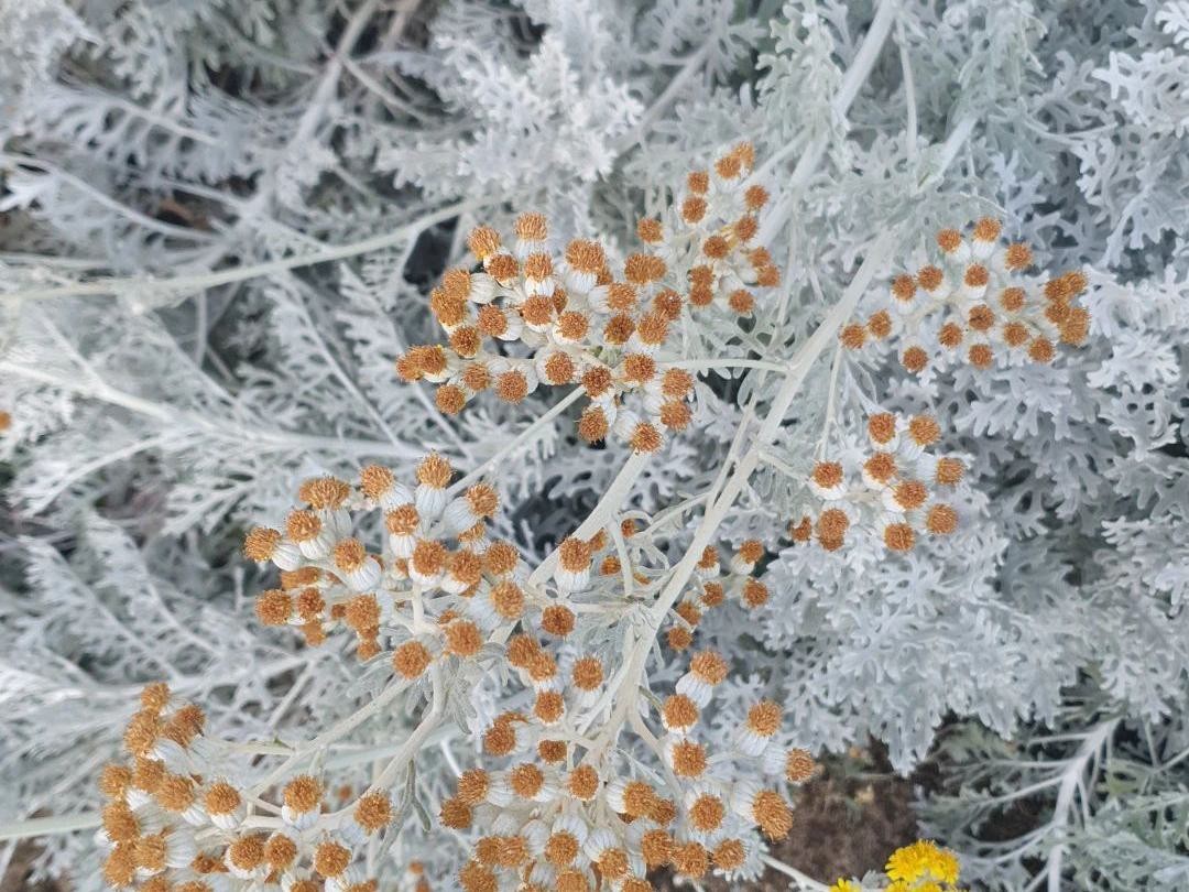 Cineraria maritima sol pleno