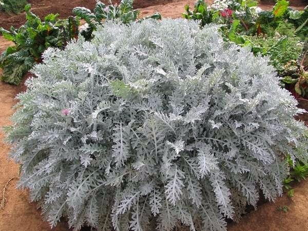 Cineraria maritima toxicidade