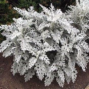 Cineraria maritima solo