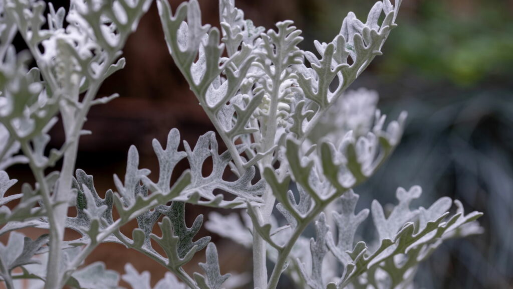 Senecio douglasii paisagismo