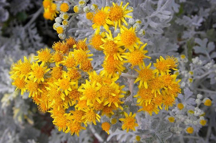 Planta folhagem prateada