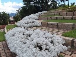 Cineraria maritima toxicidade