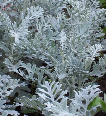 Senecio douglasii paisagismo