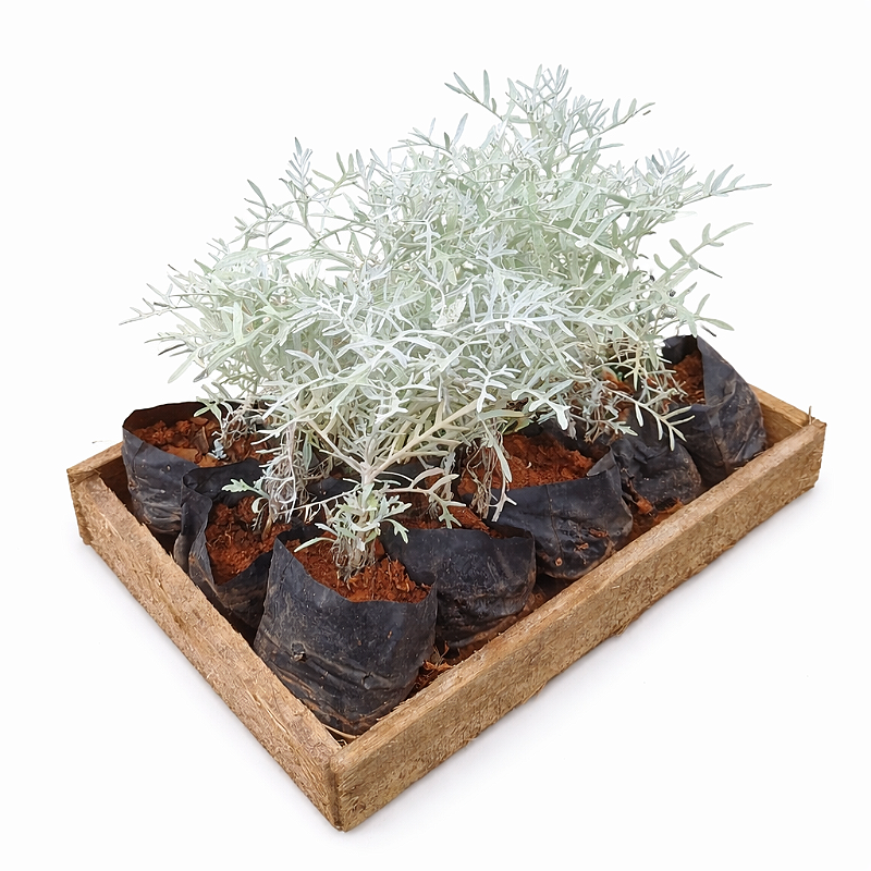 Planta folhagem prateada