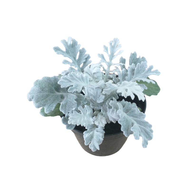 Planta para jardim litorâneo