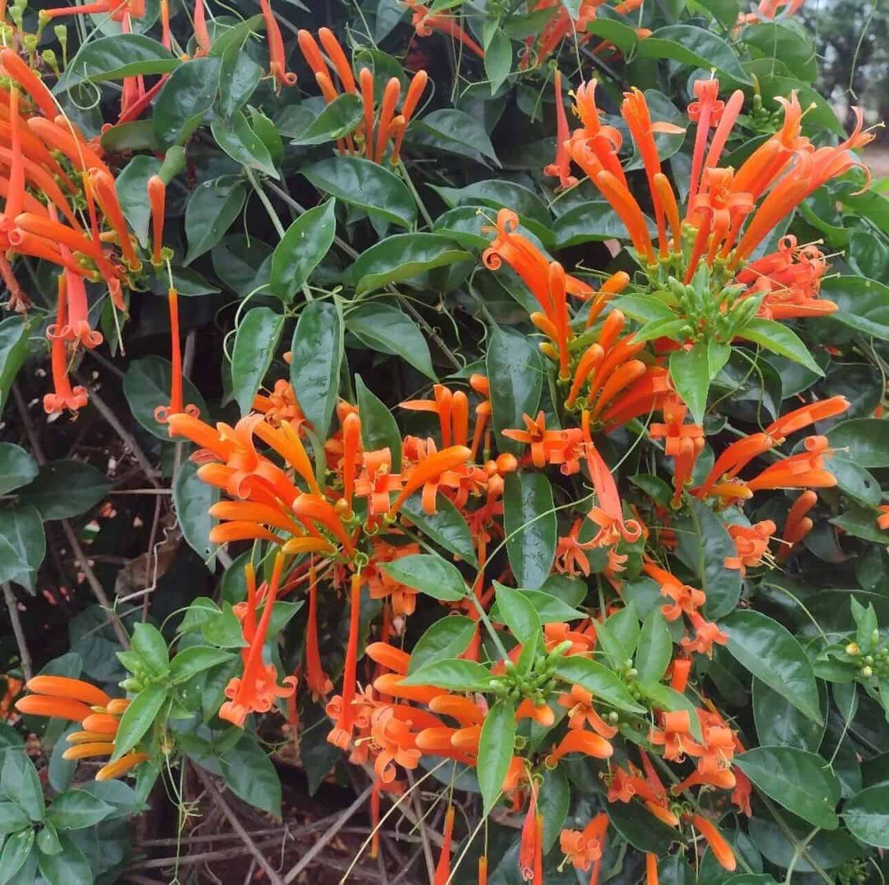 Pyrostegia venusta cultivo