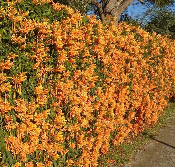 cipó de são joão cuidados