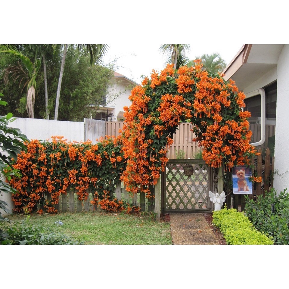 plantar cipó de são joão