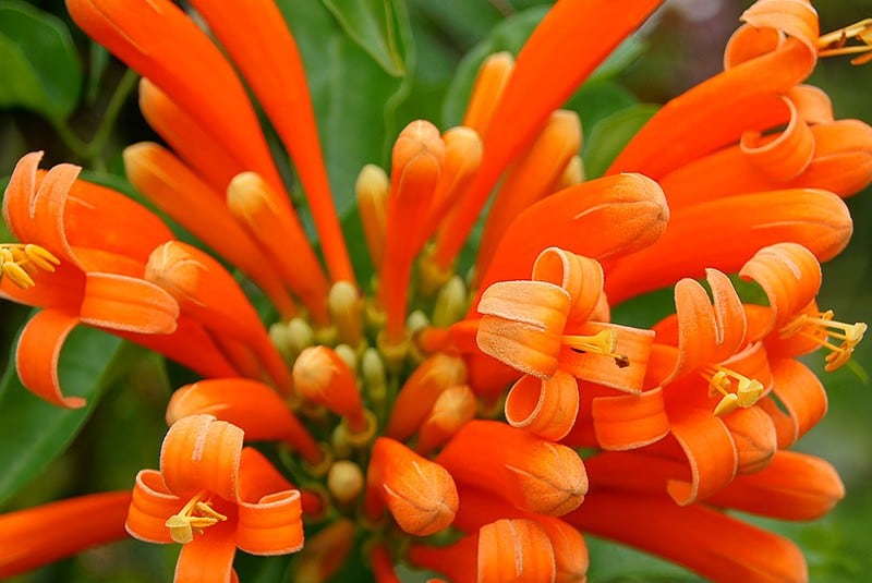 cipó de são joão paisagismo