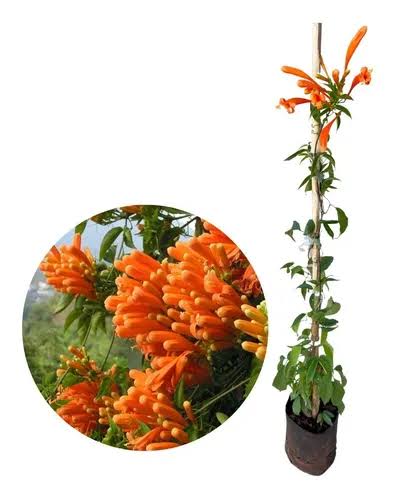 cipó de são joão propagação