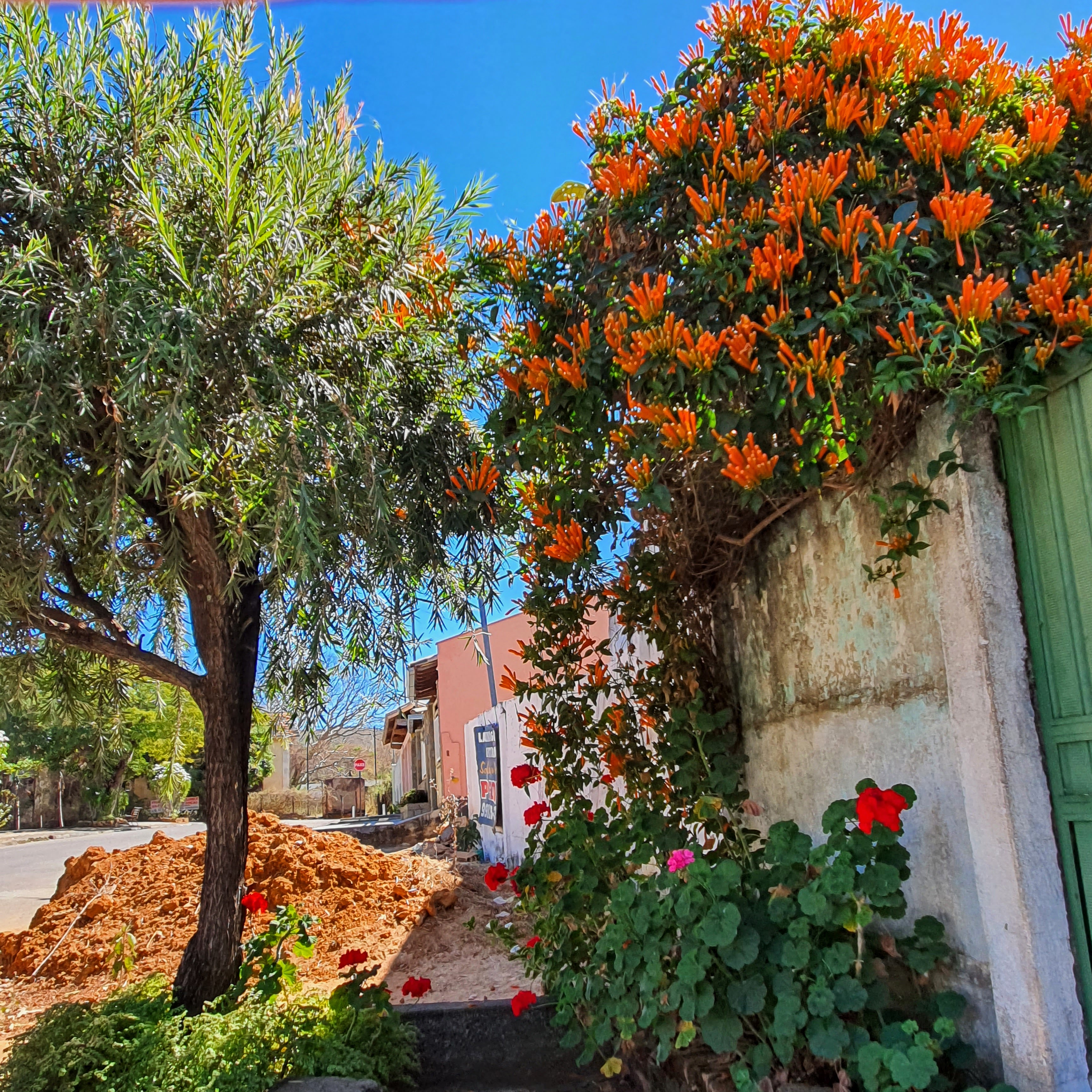 cipó de são joão medicinal