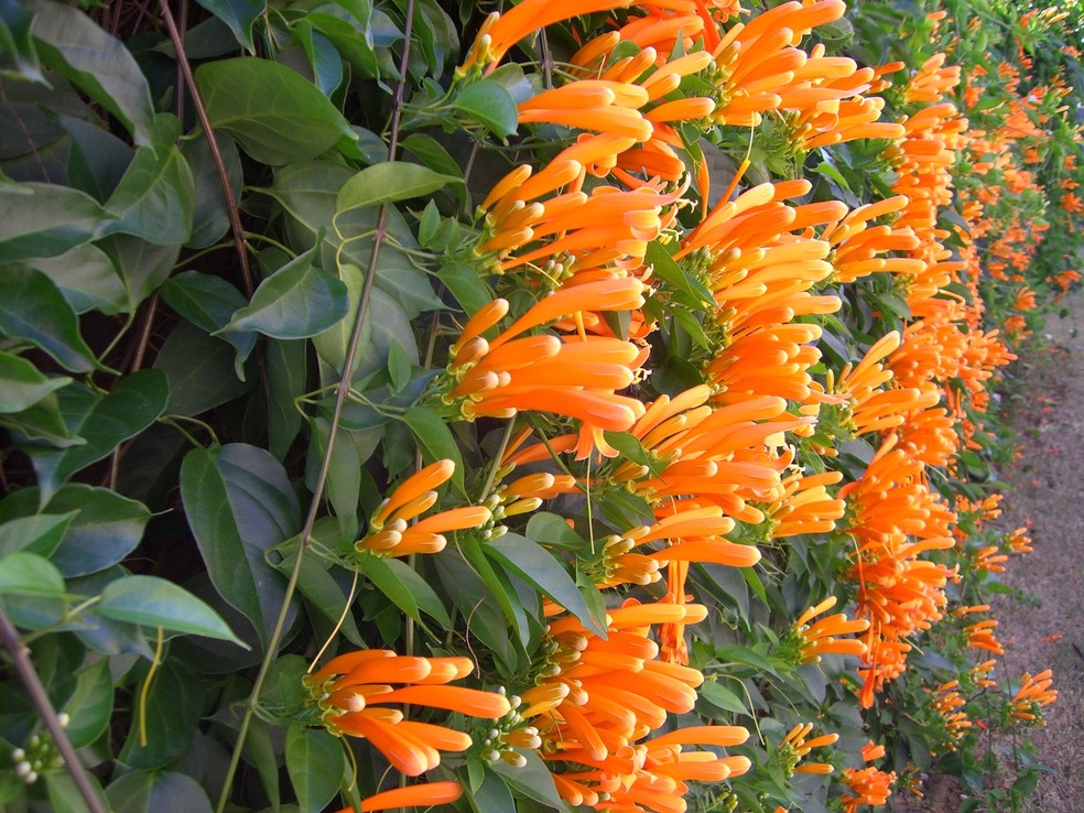 Pyrostegia venusta cultivo