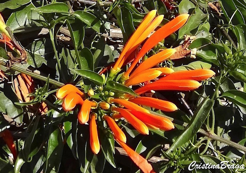 Pyrostegia venusta cultivo