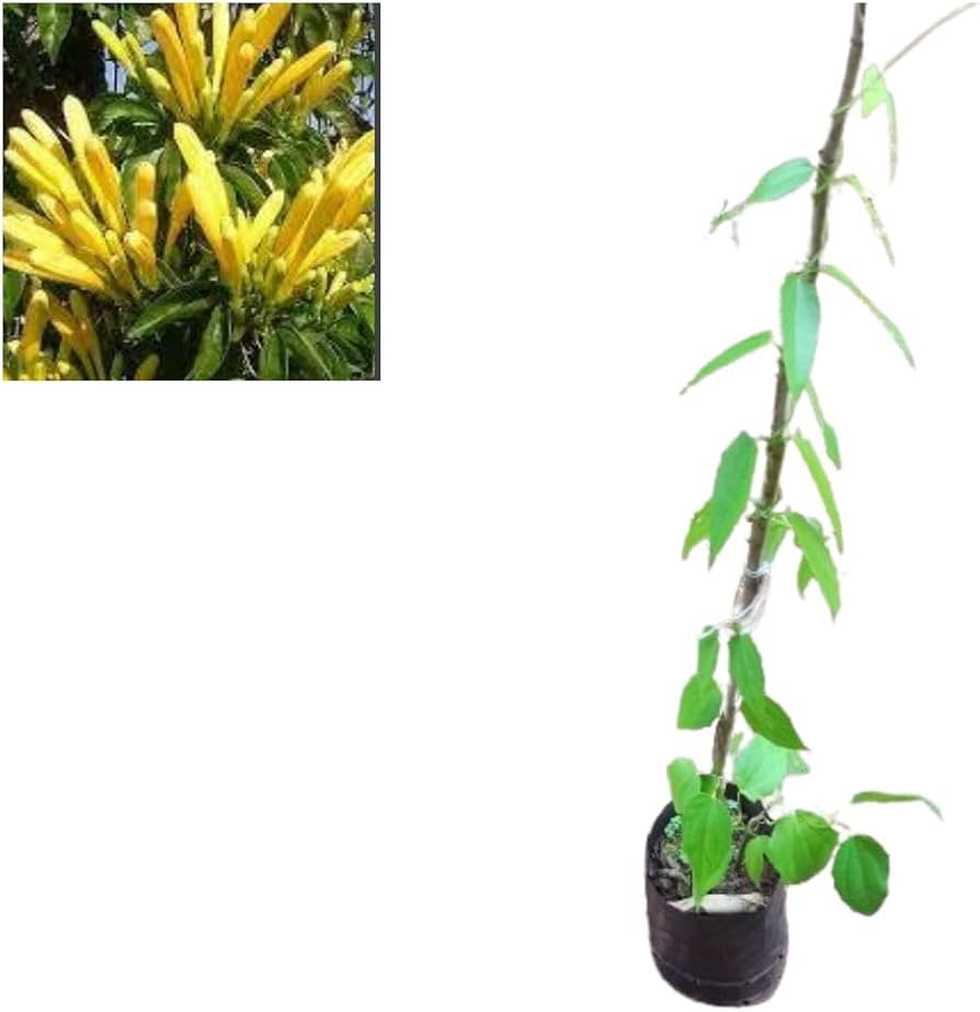 cipó de são joão cuidados