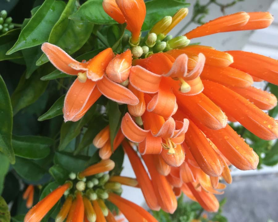 trepadeira flores laranja inverno