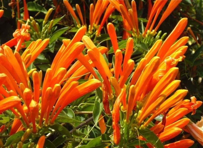 cipó de são joão cuidados