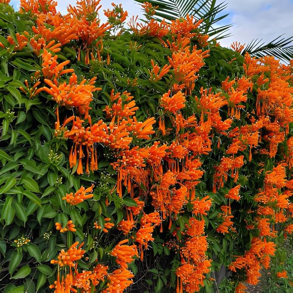 trepadeira flores laranja inverno