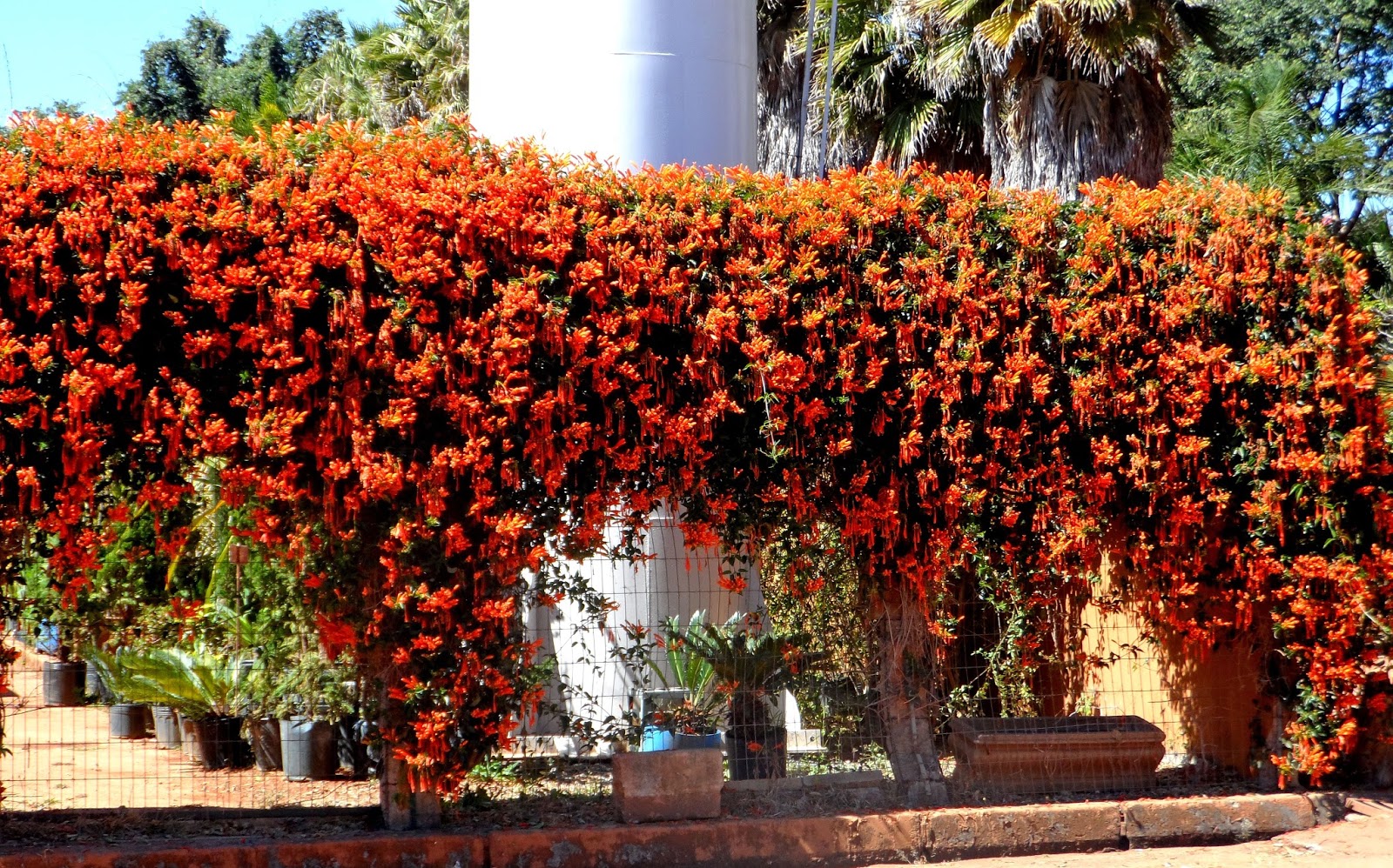 plantar cipó de são joão