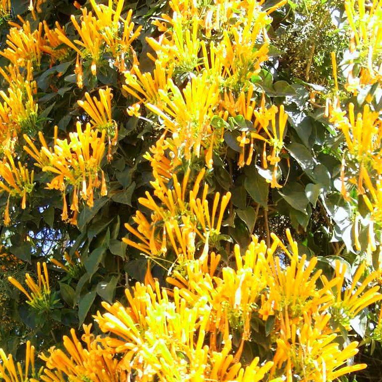 cipó de são joão paisagismo