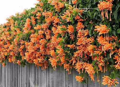 cipó de são joão propagação