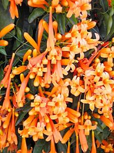 cipó de são joão medicinal