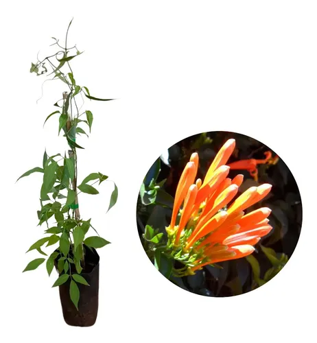 cipó de são joão laranja