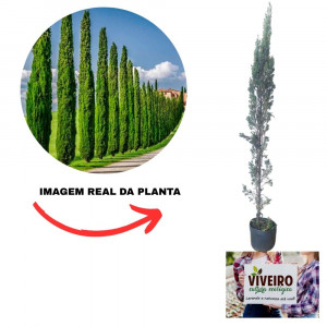 preço muda cipreste italiano