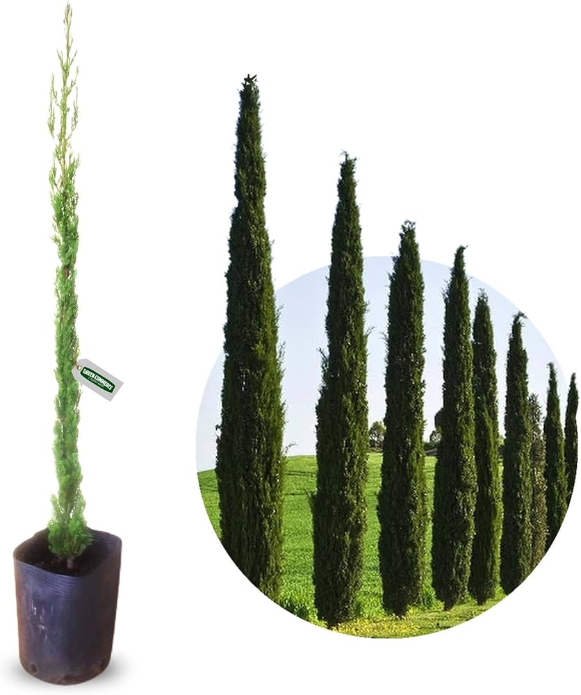 como podar cipreste italiano para cerca viva