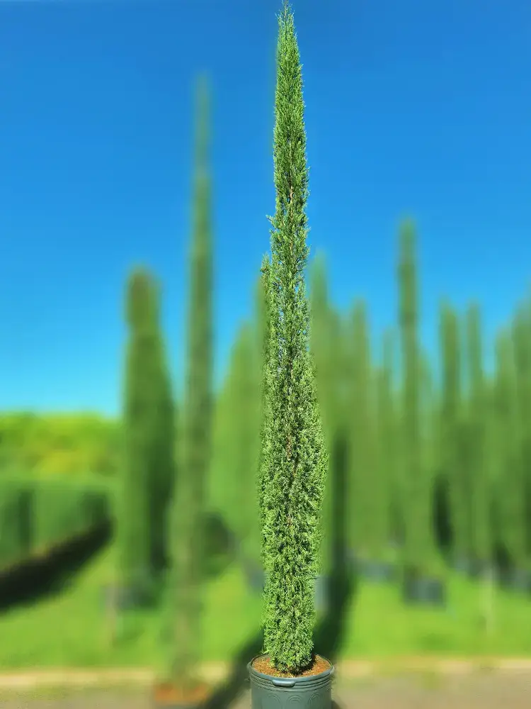 ideias de paisagismo com cipreste italiano