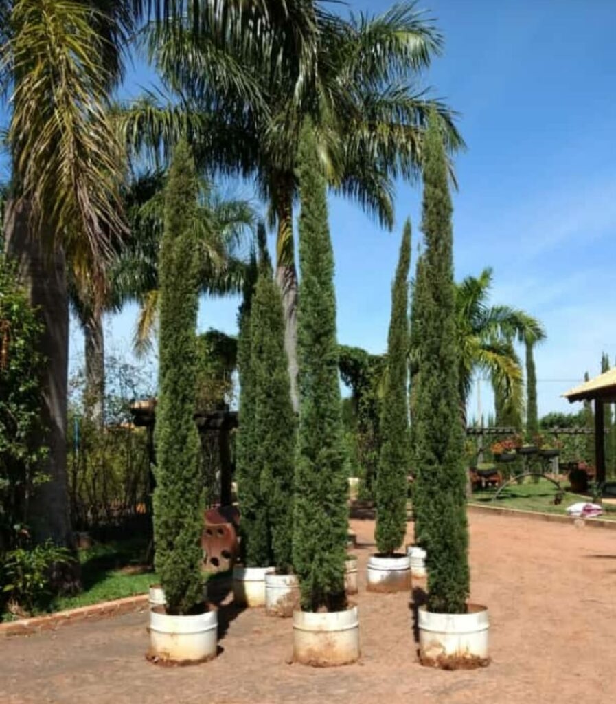 erros comuns ao plantar cipreste italiano