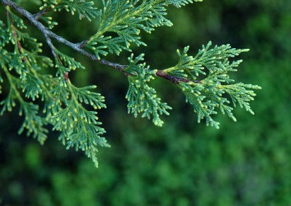 cipreste italiano vs cipreste europeu