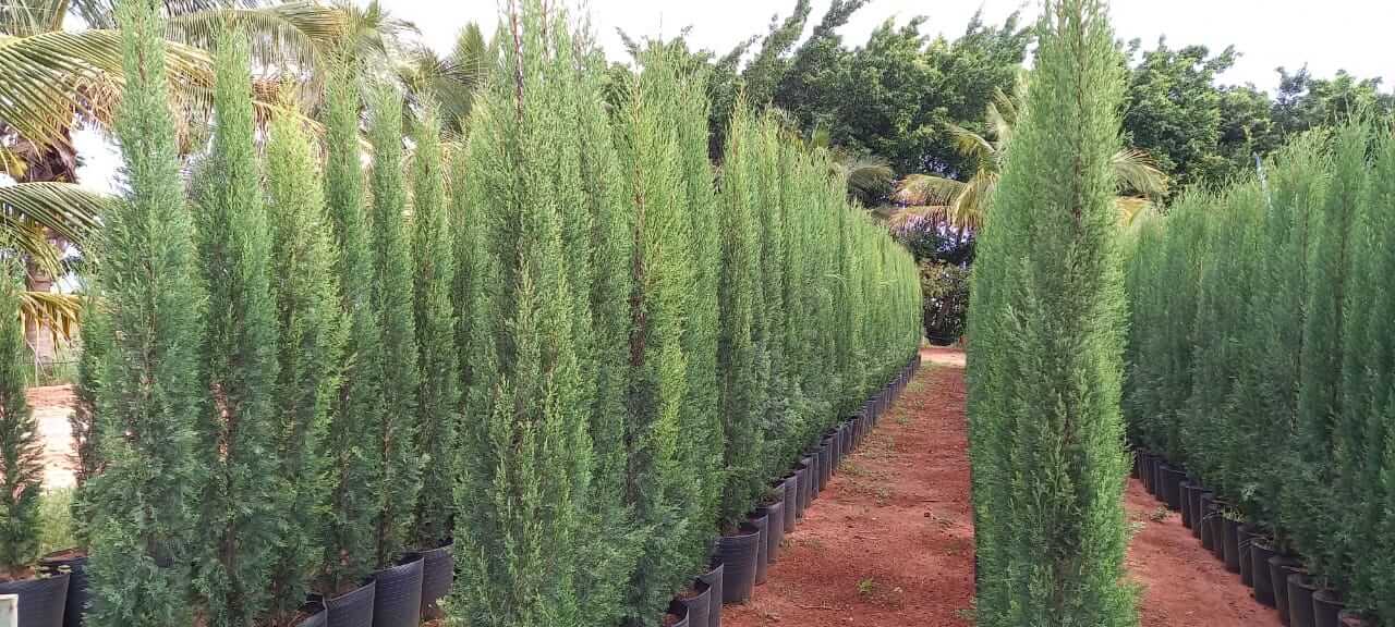 preço muda cipreste italiano