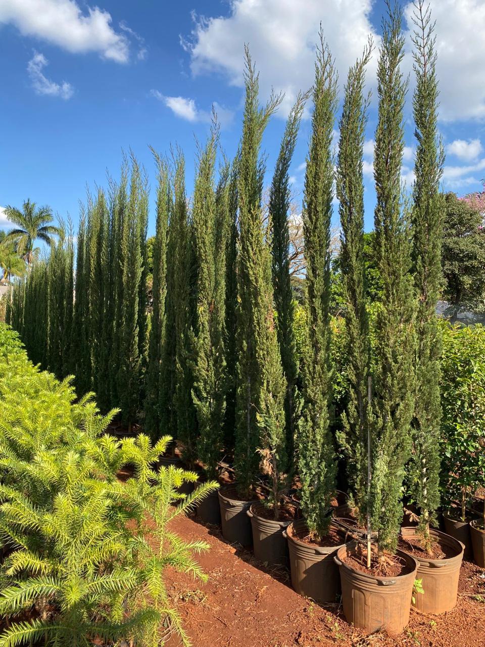 preço muda cipreste italiano