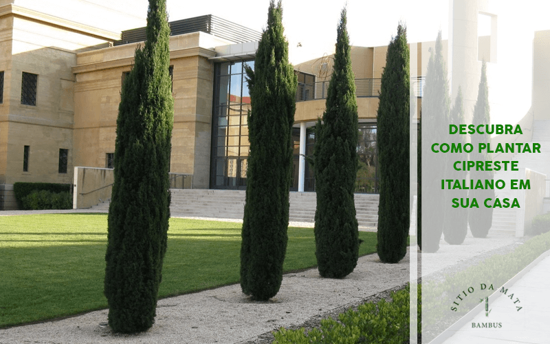 como podar cipreste italiano para cerca viva
