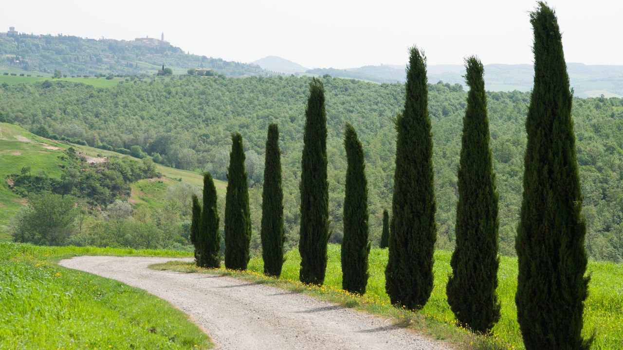 erros comuns ao plantar cipreste italiano